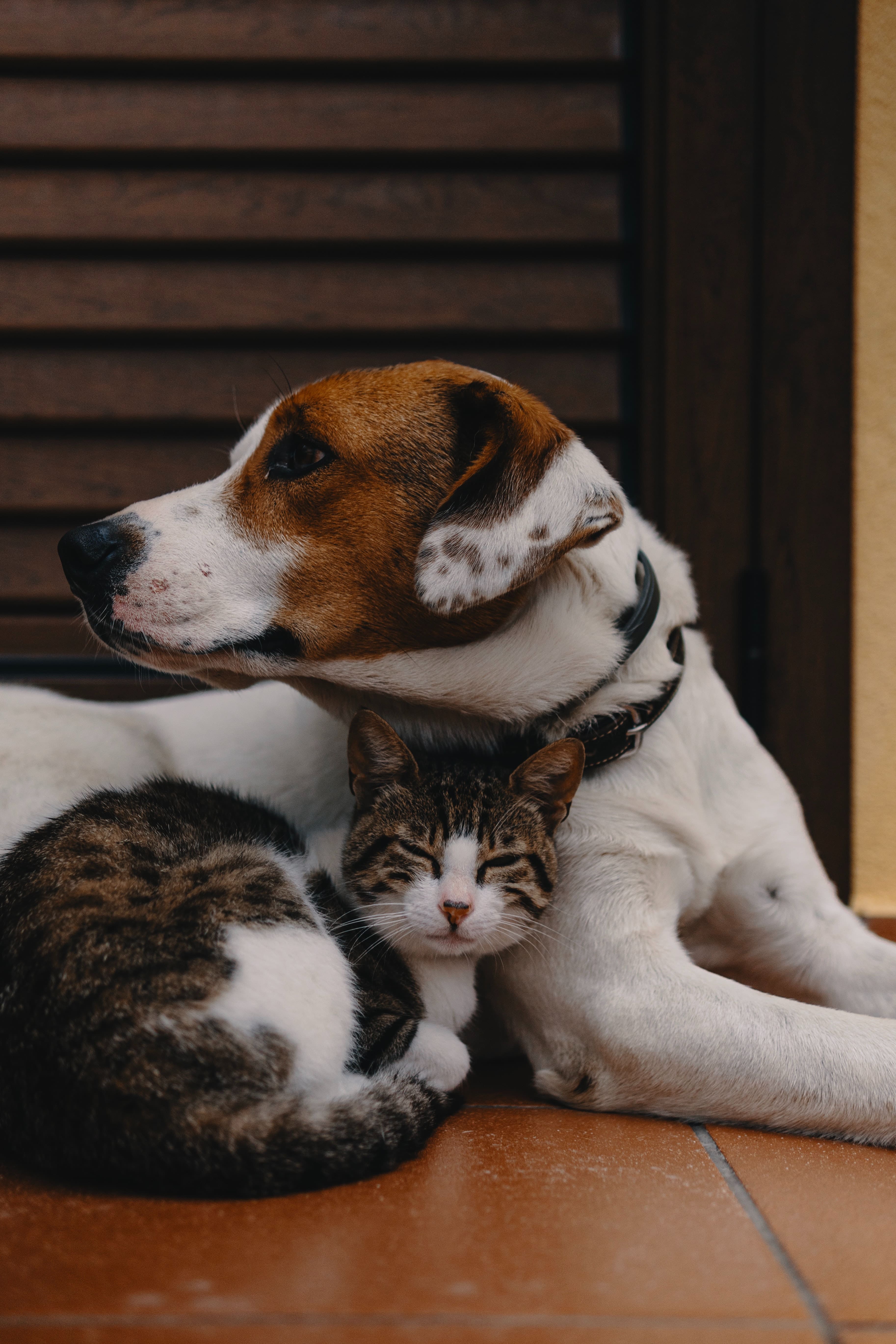 short coated white and brown puppy and curled cat